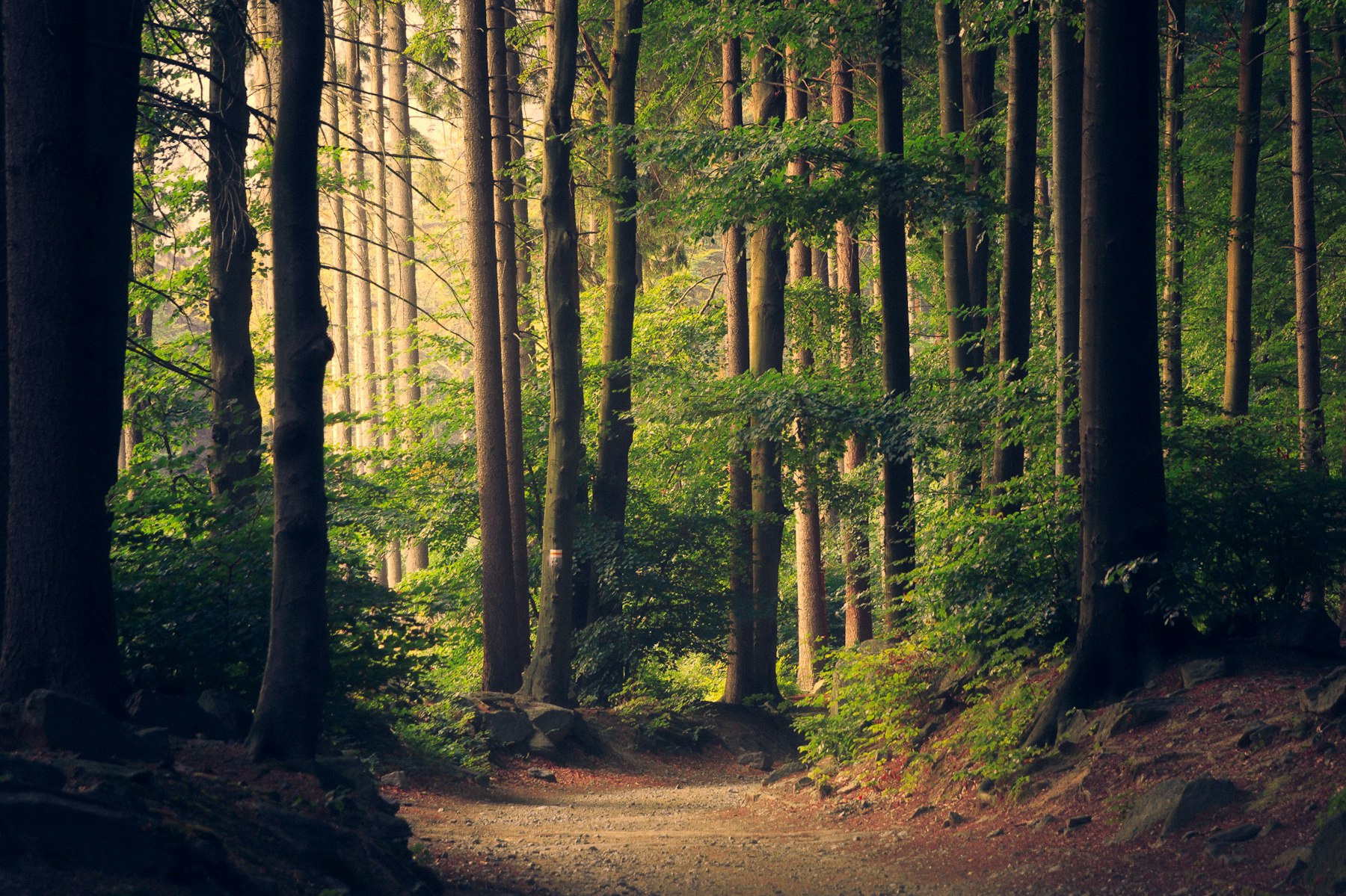 Forêt équatoriale du Bassin du Congo